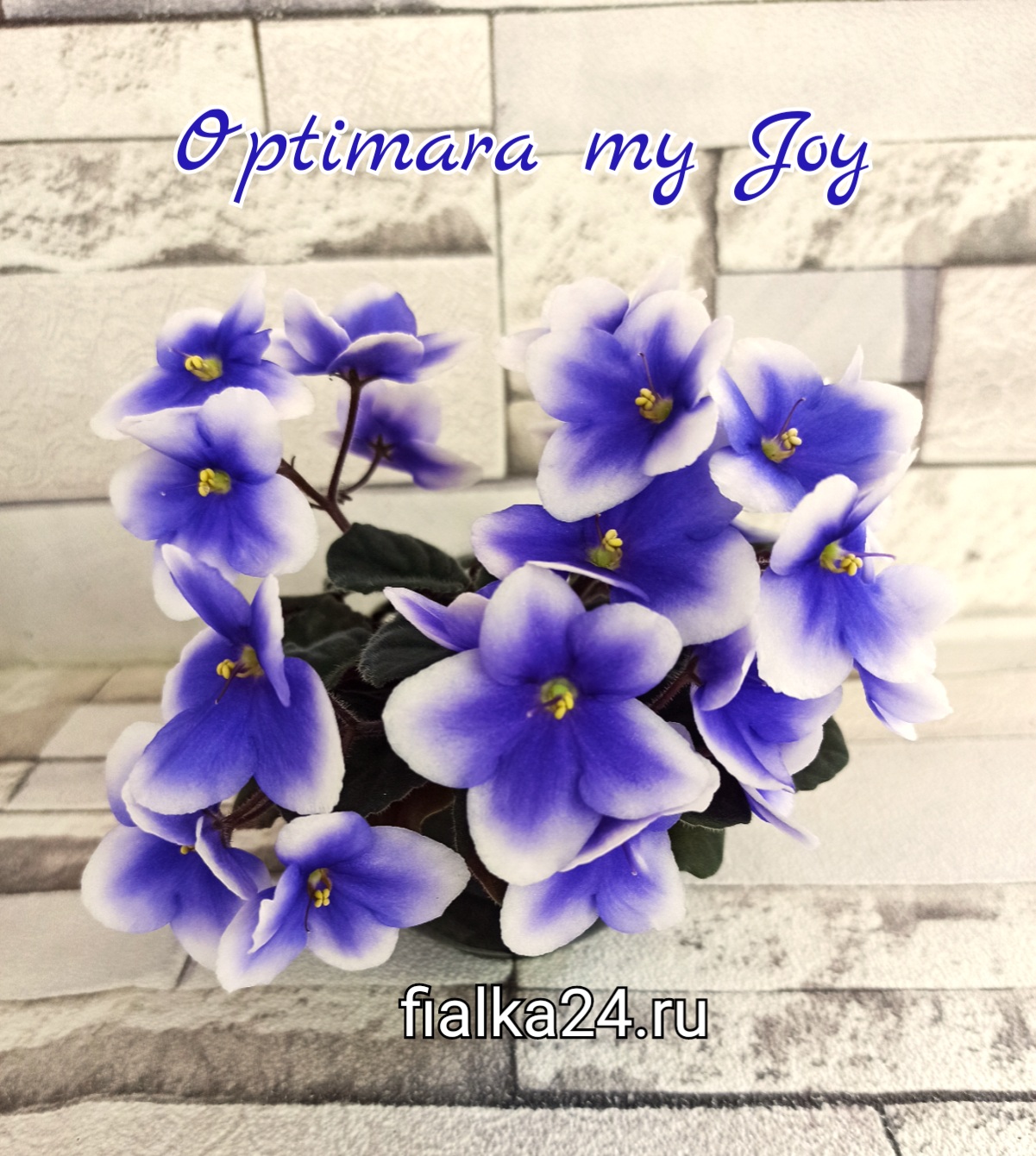 Optimara my Joy (Holtkamp)