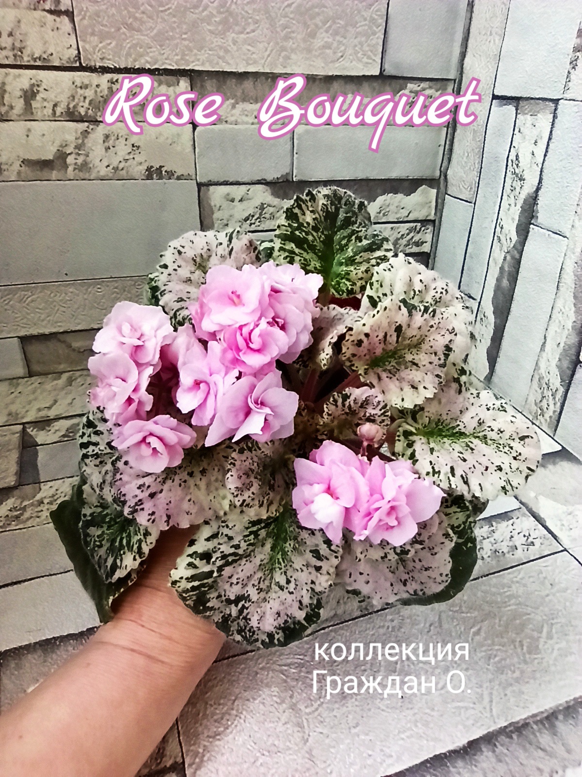 Rose Bouquet (Addison)