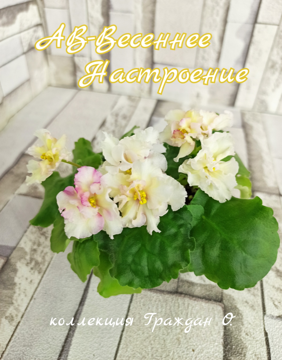АВ-Весеннее Настроение