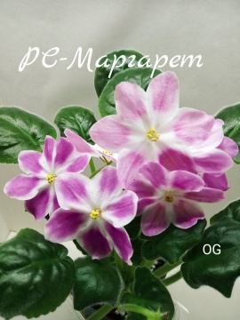 РС-Маргарет