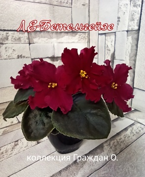 ЛЕ-Бетельгейзе