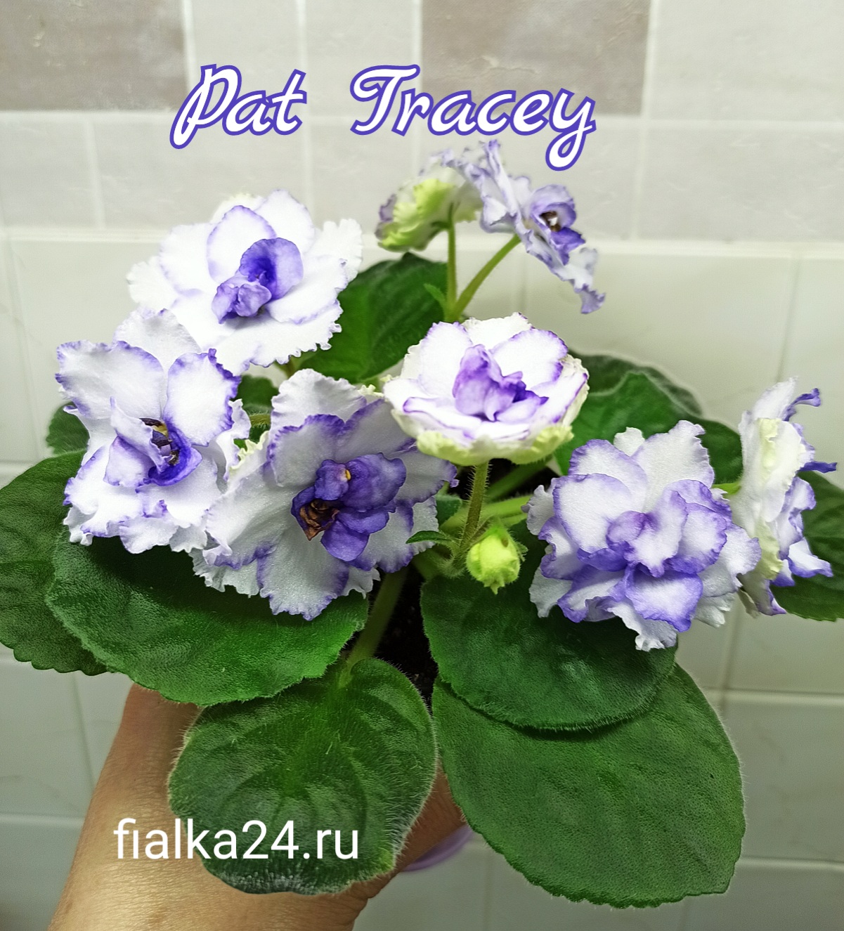 Pat Tracey (Tracey)