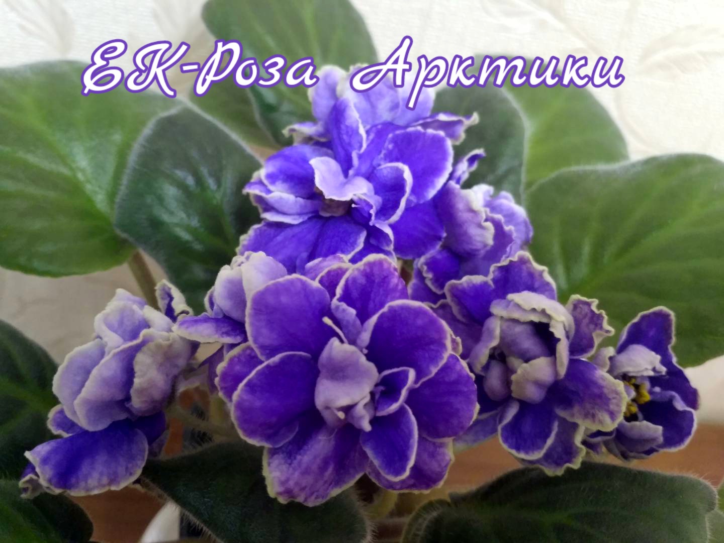 ЕК-Роза Арктики