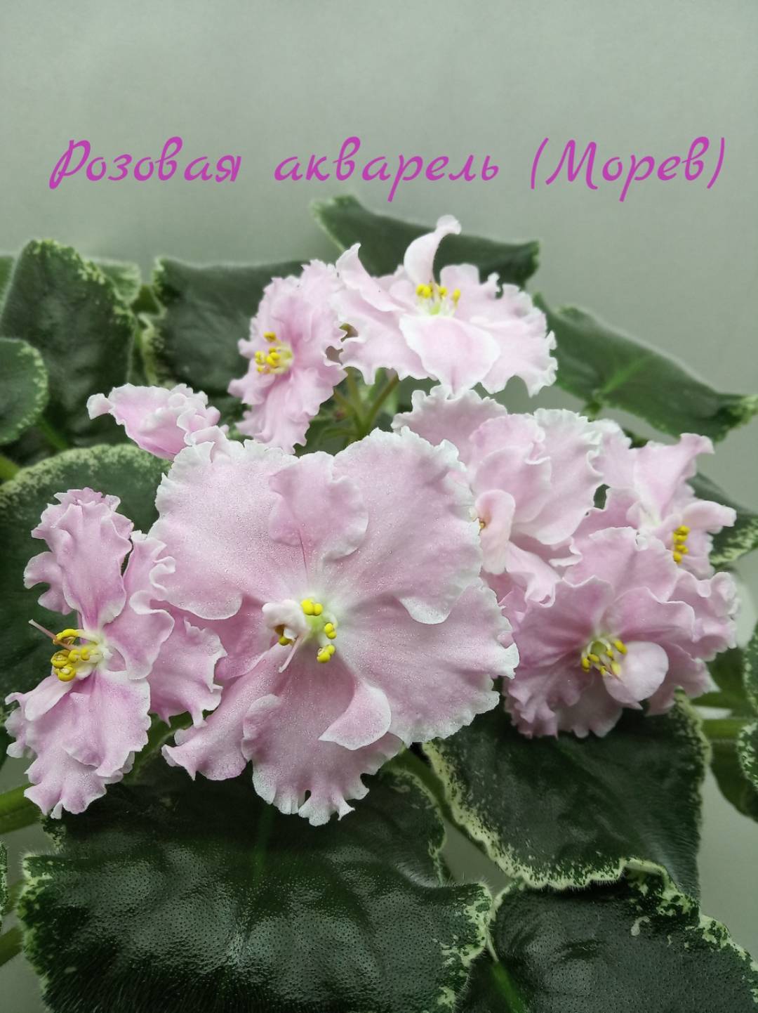 Розовая акварель
