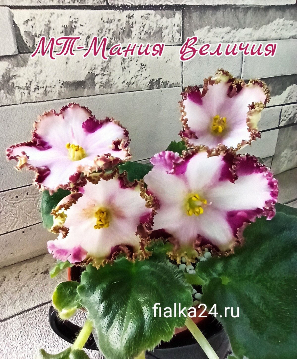 МТ-Мания Величия (Тотиева М.)