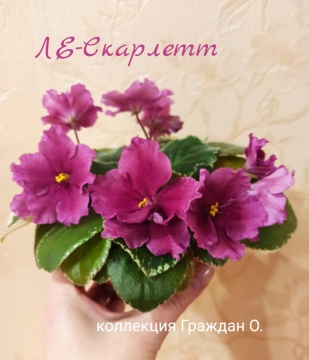 ЛЕ-Скарлетт