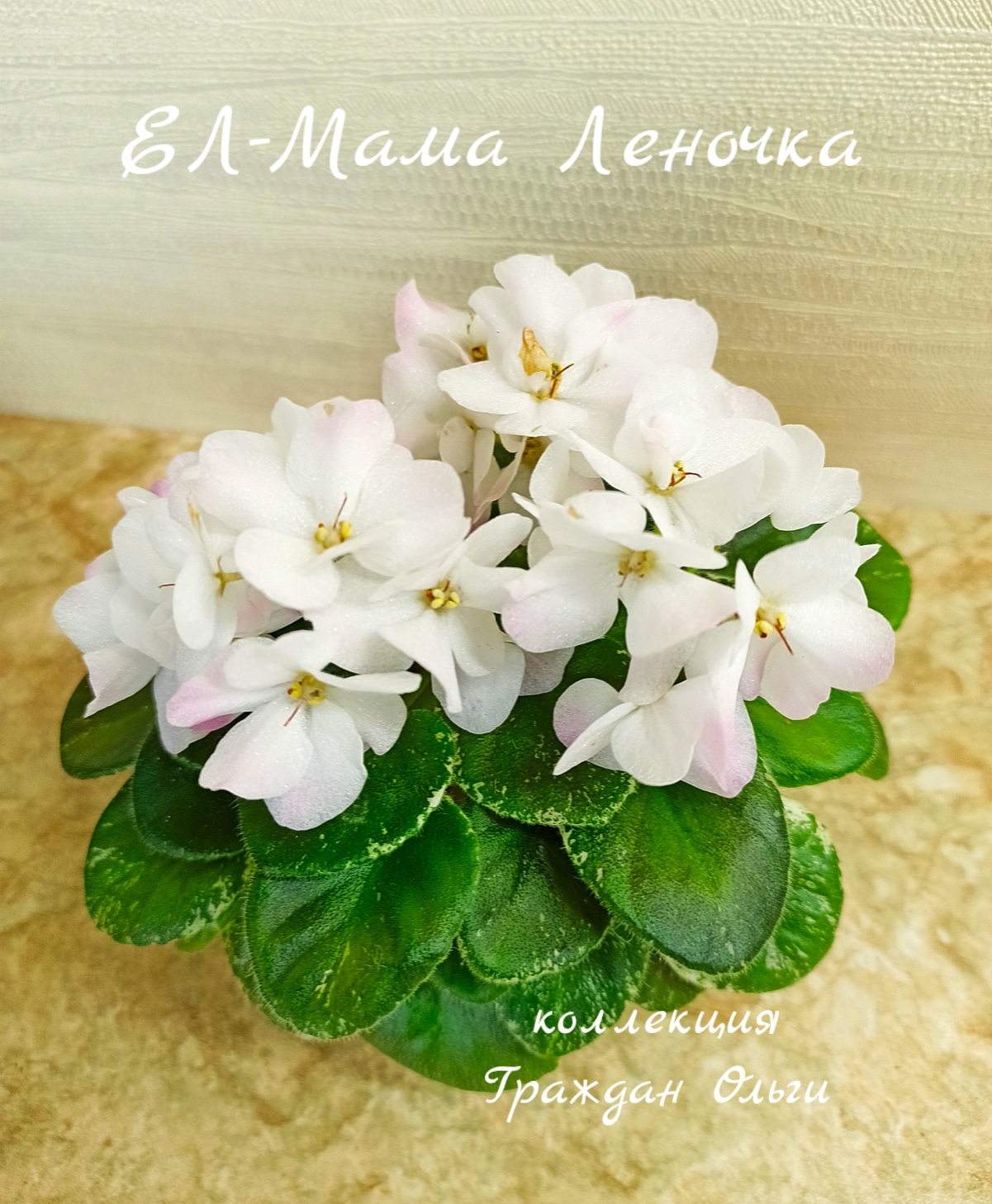 ЕЛ-Мама Леночка