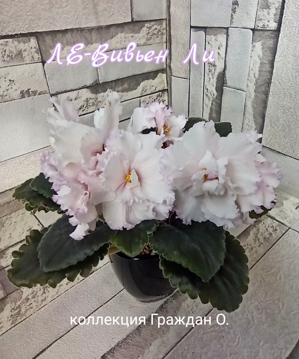 ЛЕ-Вивьен Ли