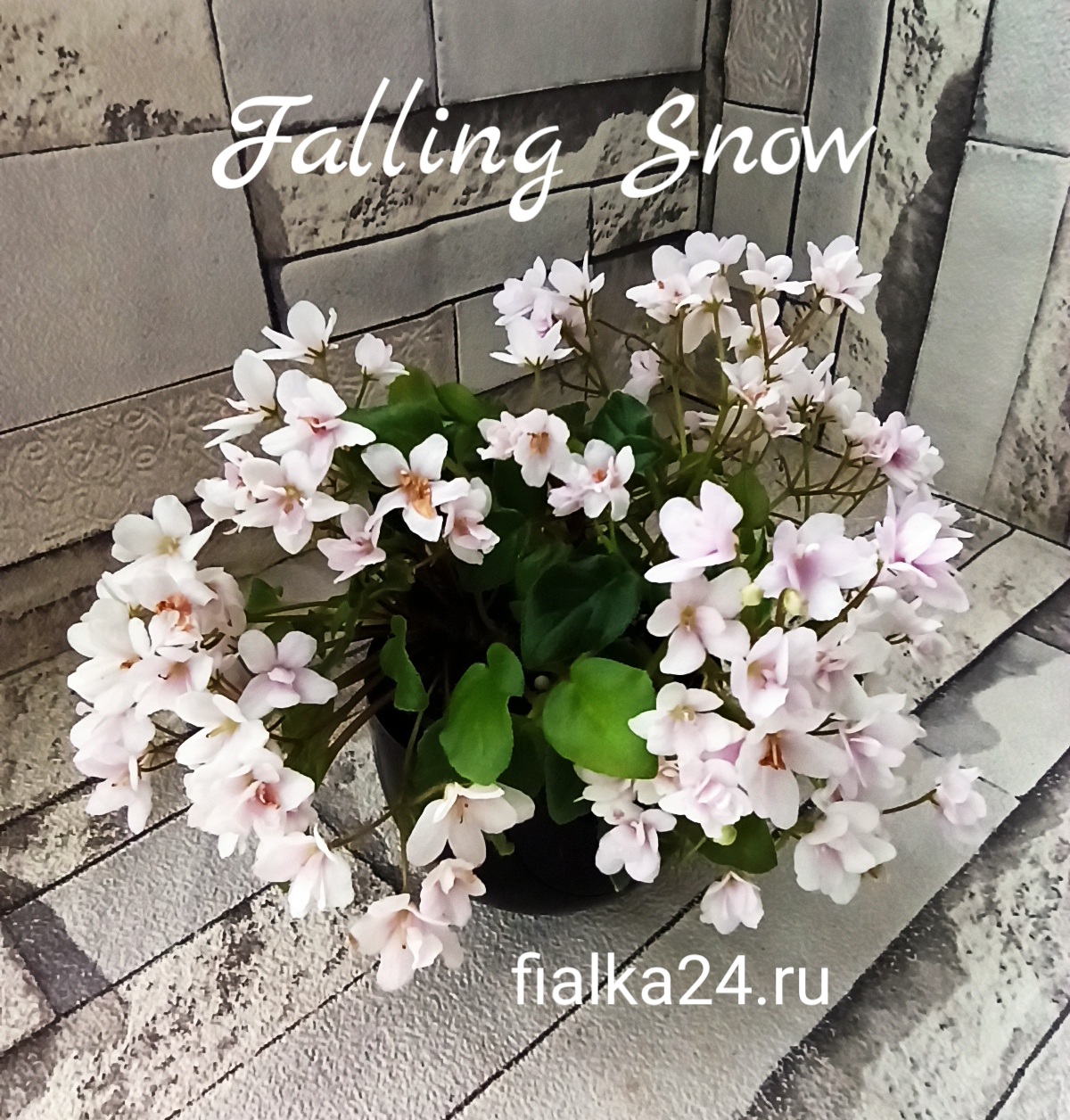 Falling Snow (P.Tracey)