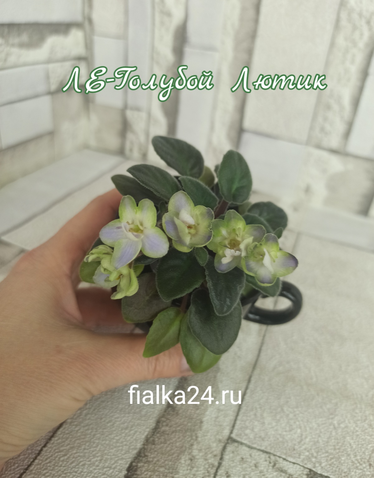 ЛЕ-Голубой Лютик