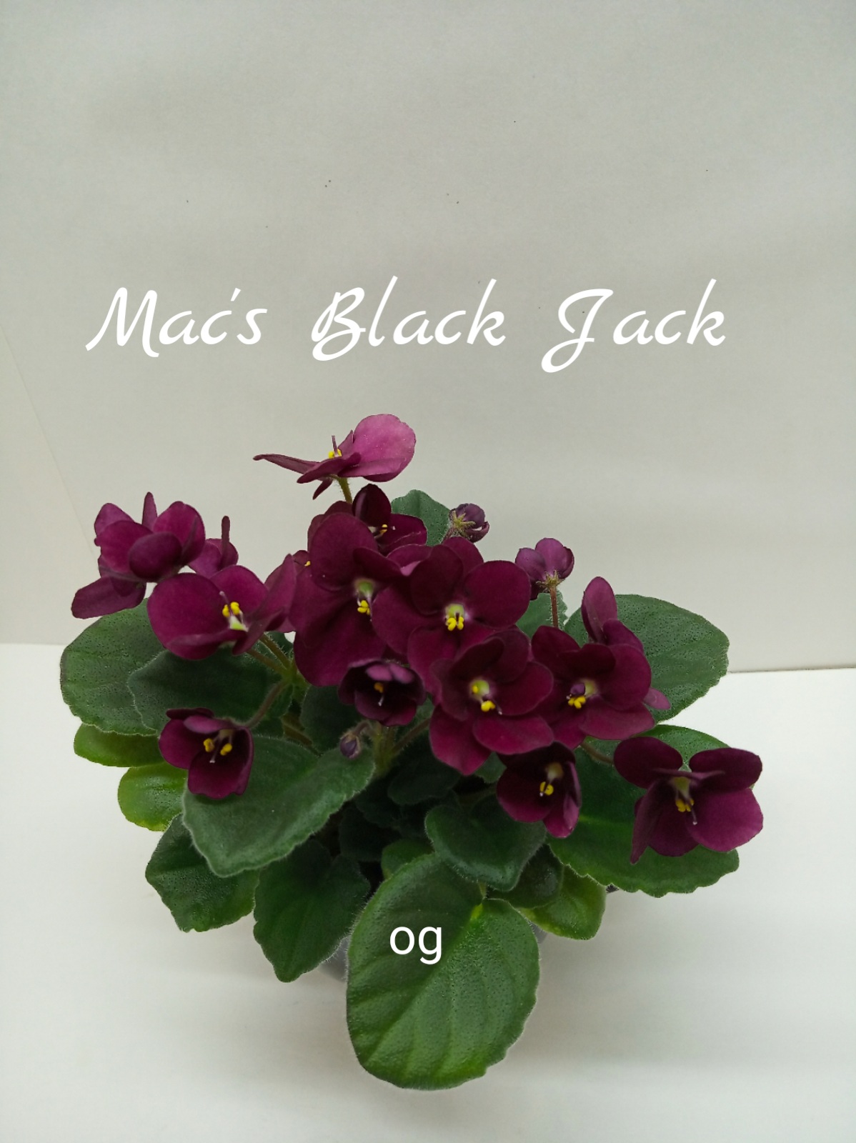 Mac’s Black Jack (McDonald)  