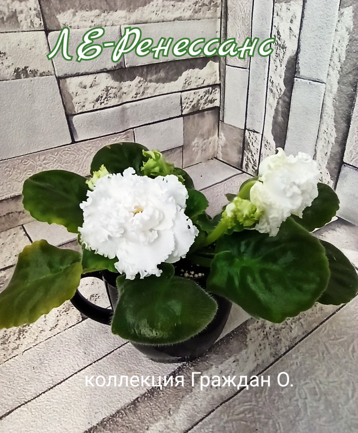 ЛЕ-Ренессанс
