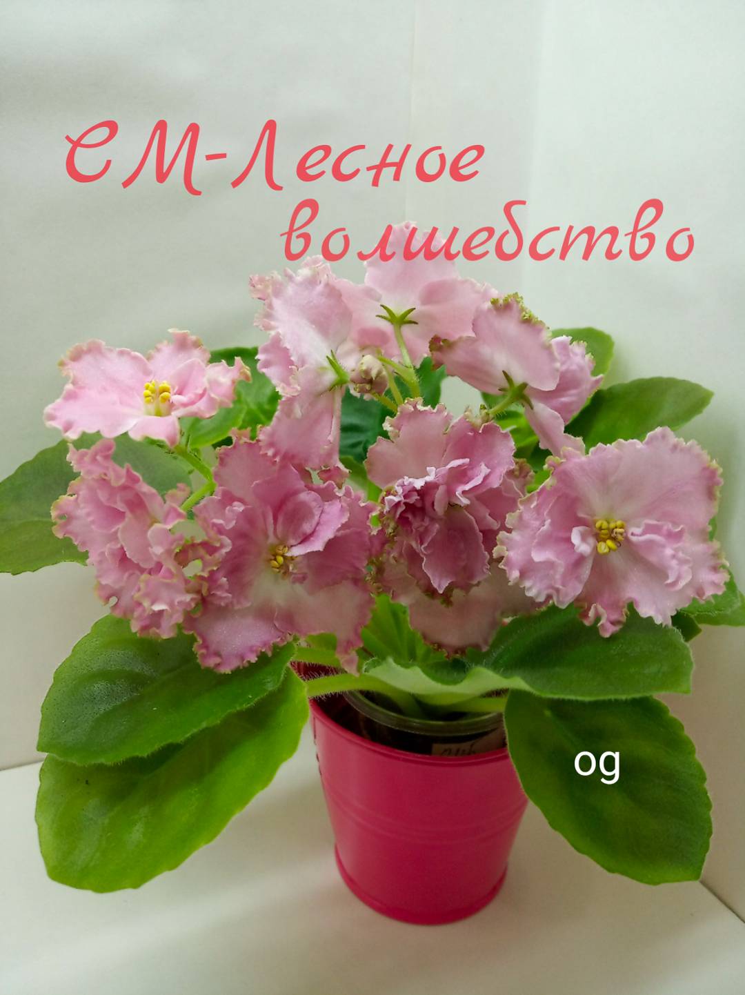 СМ-Лесное волшебство