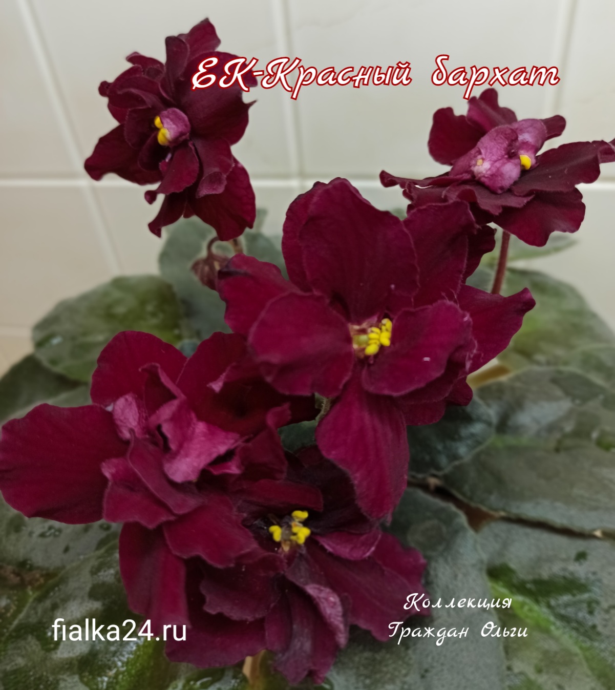 ЕК-Красный Бархат