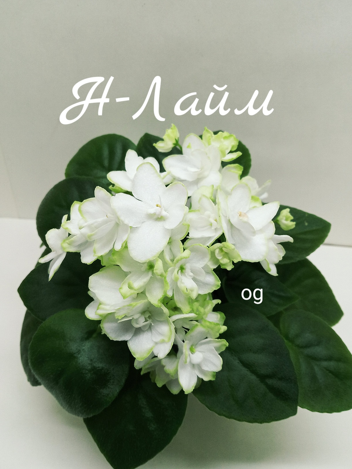 Н-Лайм
