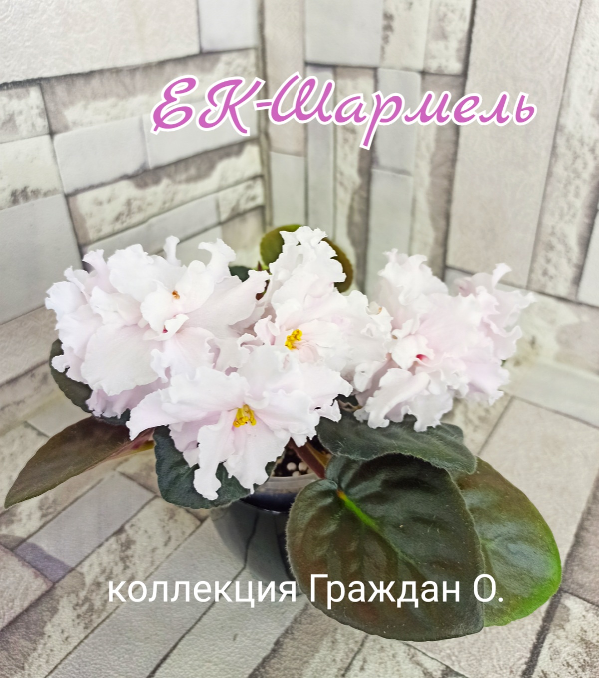 ЕК-Шармель