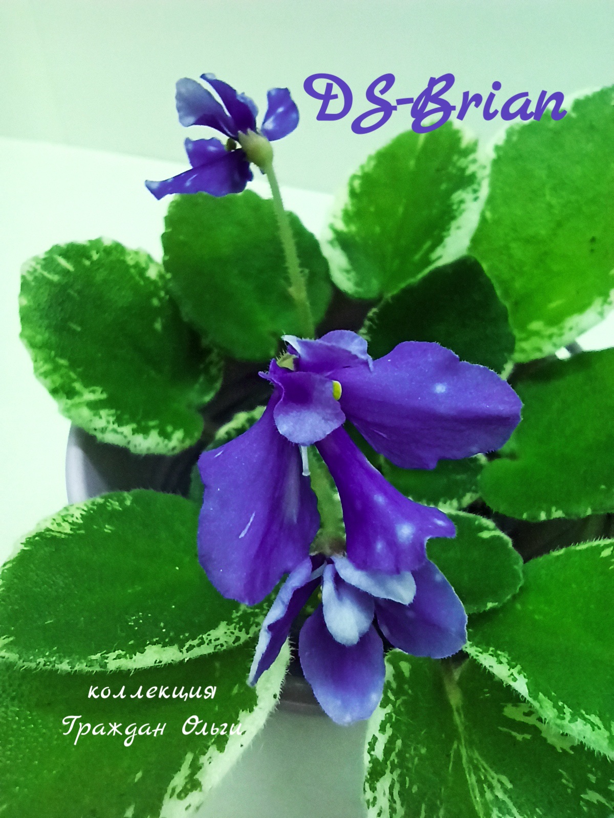 DS-Brian 