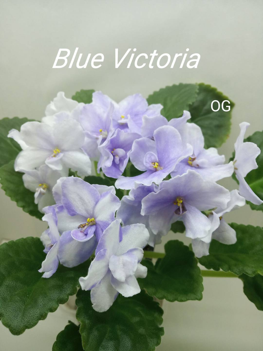 Blue Victoria (Volkmann)