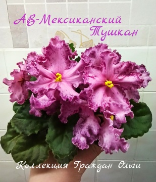 АВ-Мексиканский Тушкан