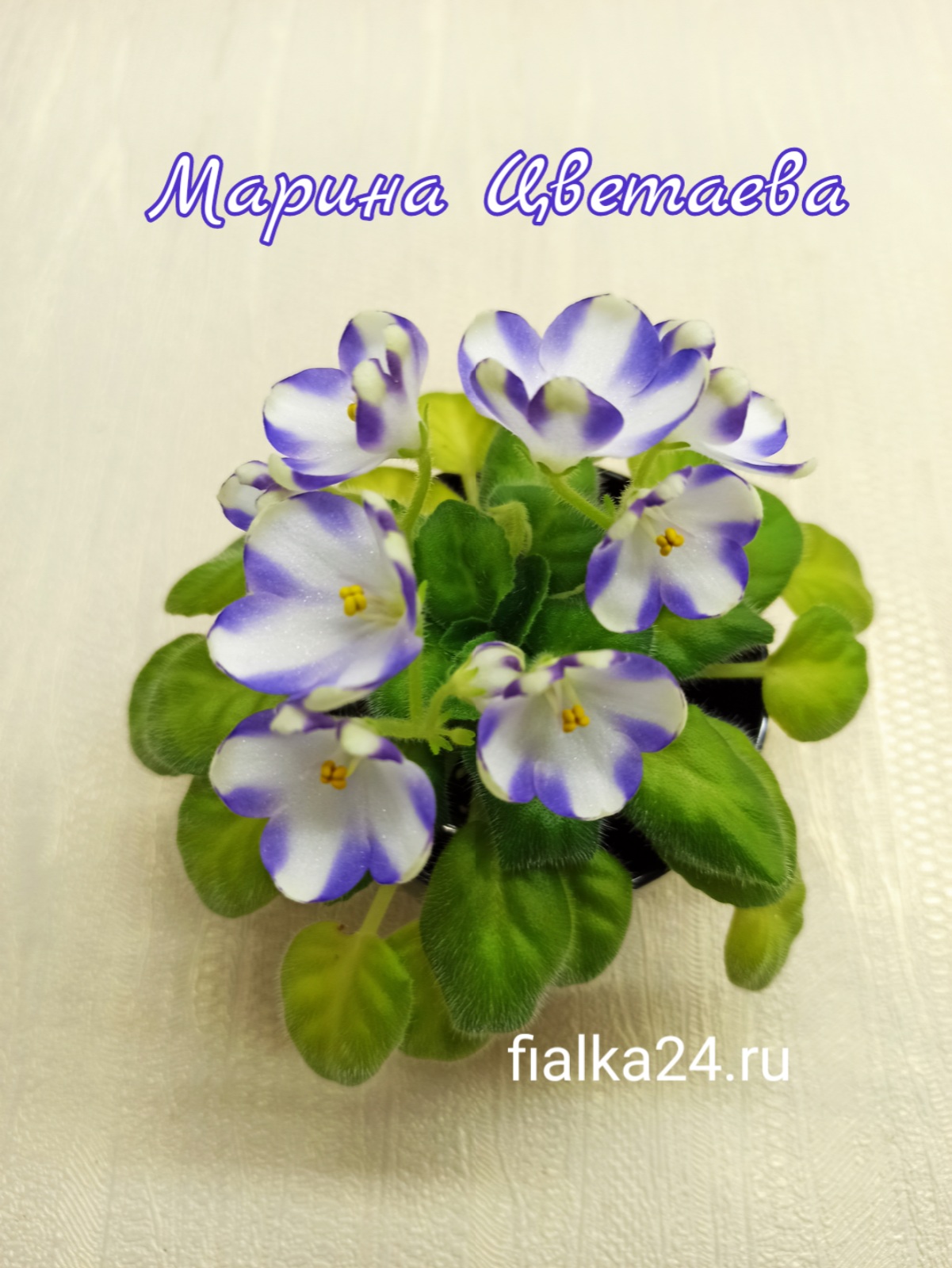 Марина Цветаева (Басенина)