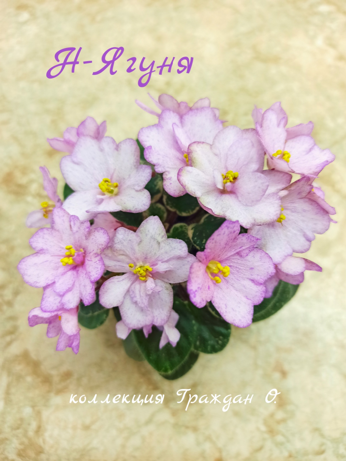Н-Ягуня