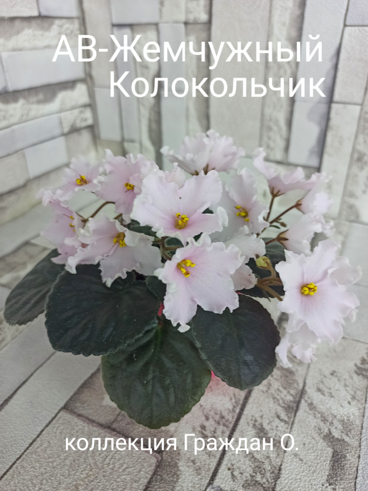 АВ-Жемчужный Колокольчик