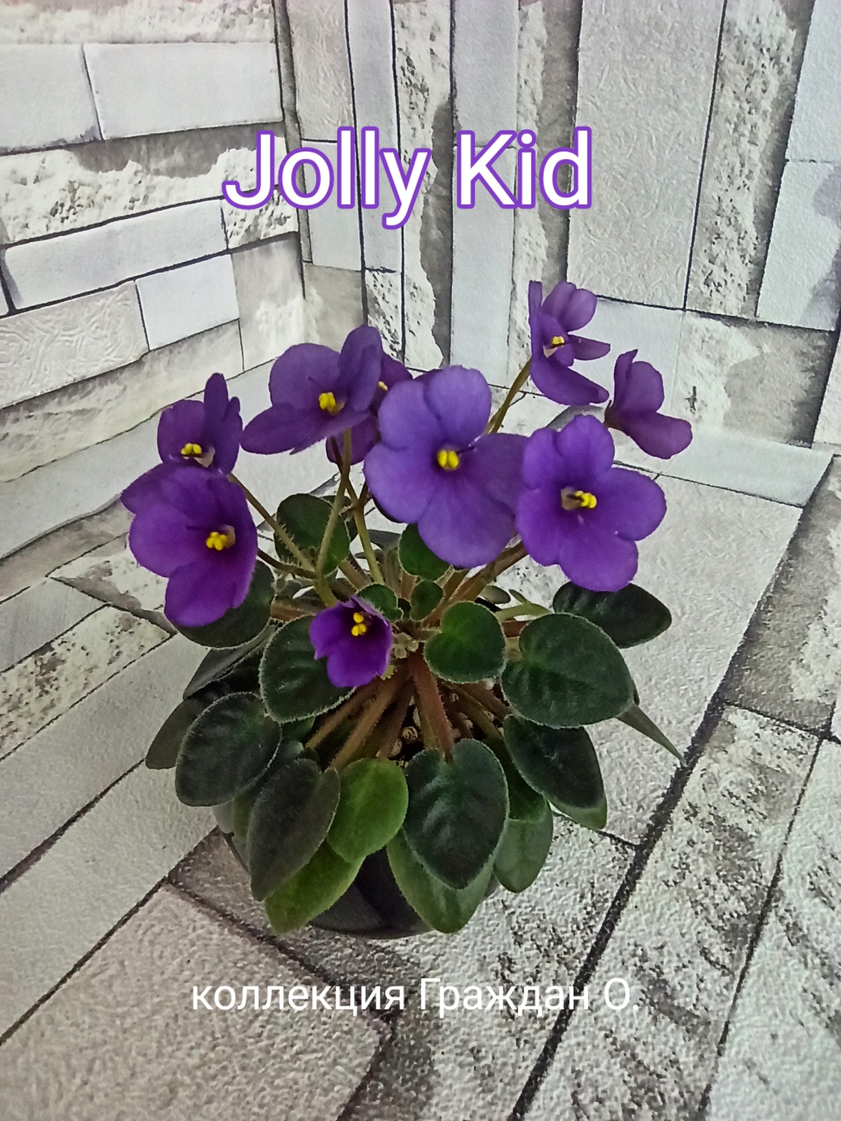 Jolly Kid (Pittman)