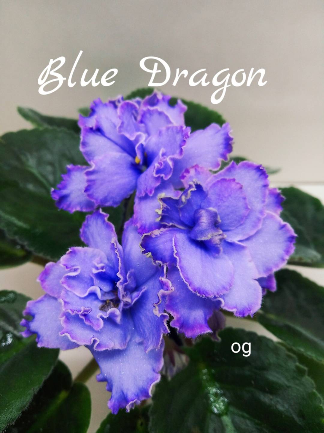 Blue Dragon (Sorano)