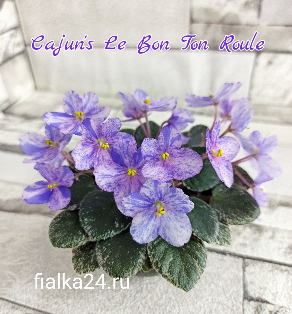 Сajun's Le Bon Ton Roule (Thibodeaux)
