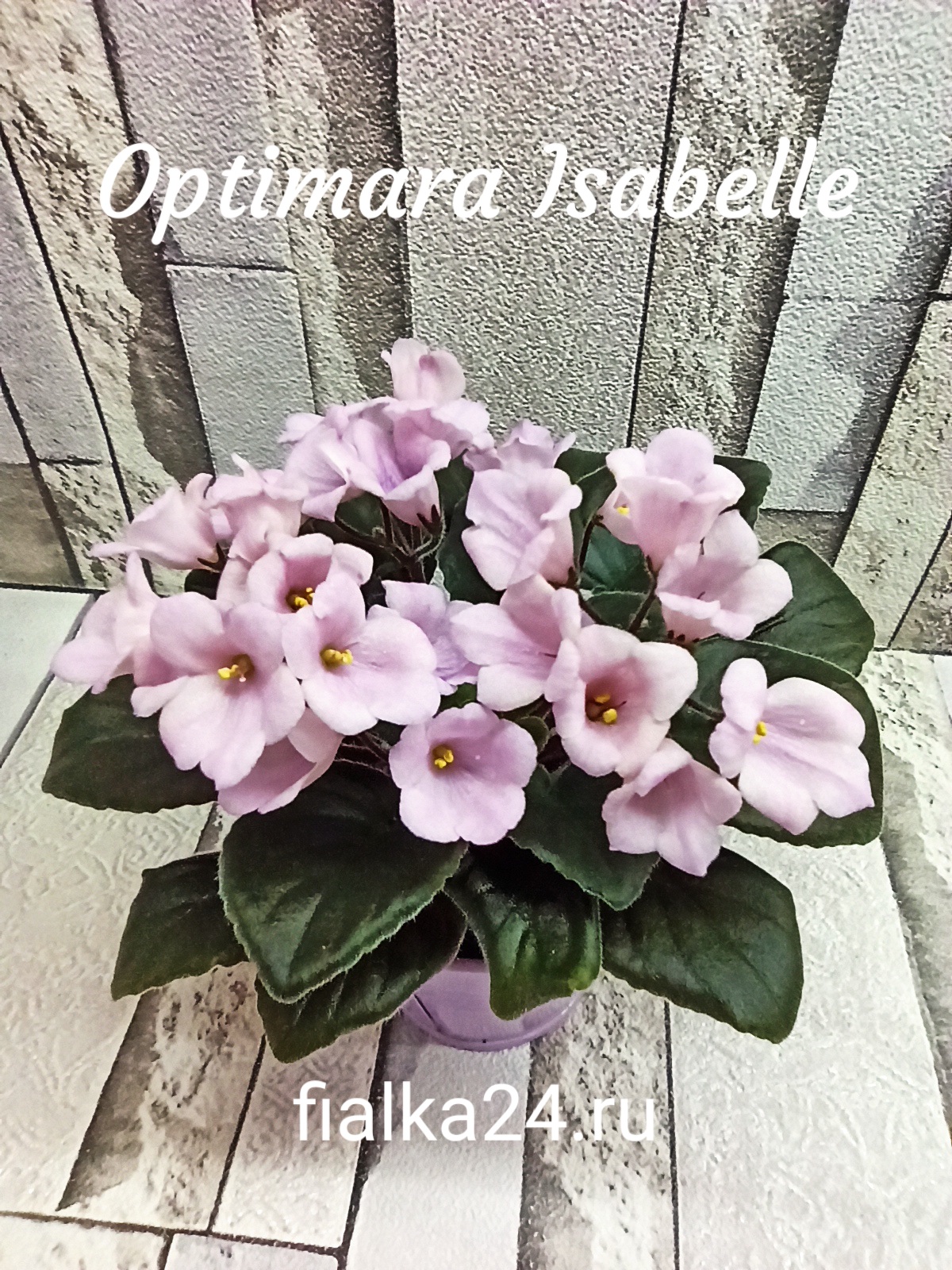 Optimara Isabelle (Holtkamp)