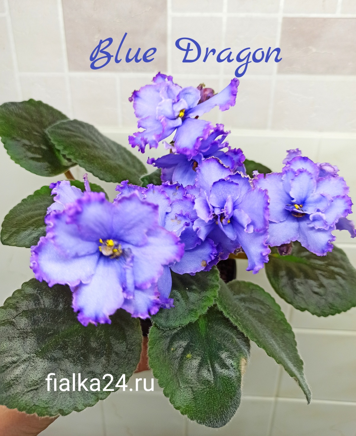 Blue Dragon (Sorano)