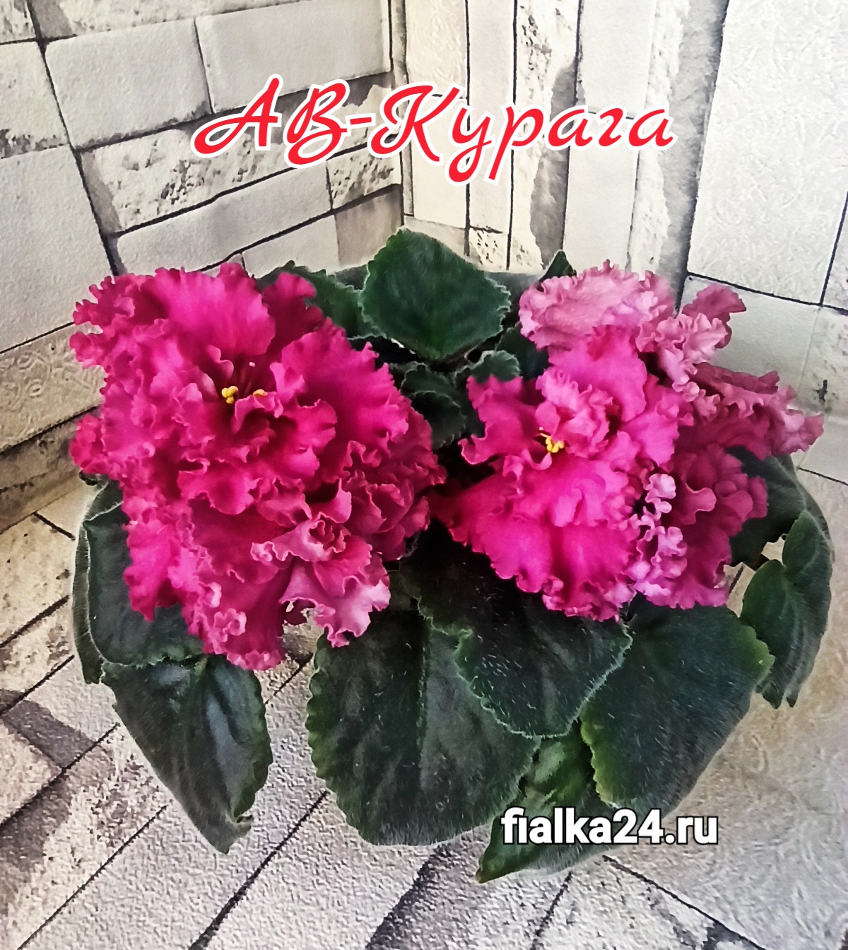 АВ-Курага