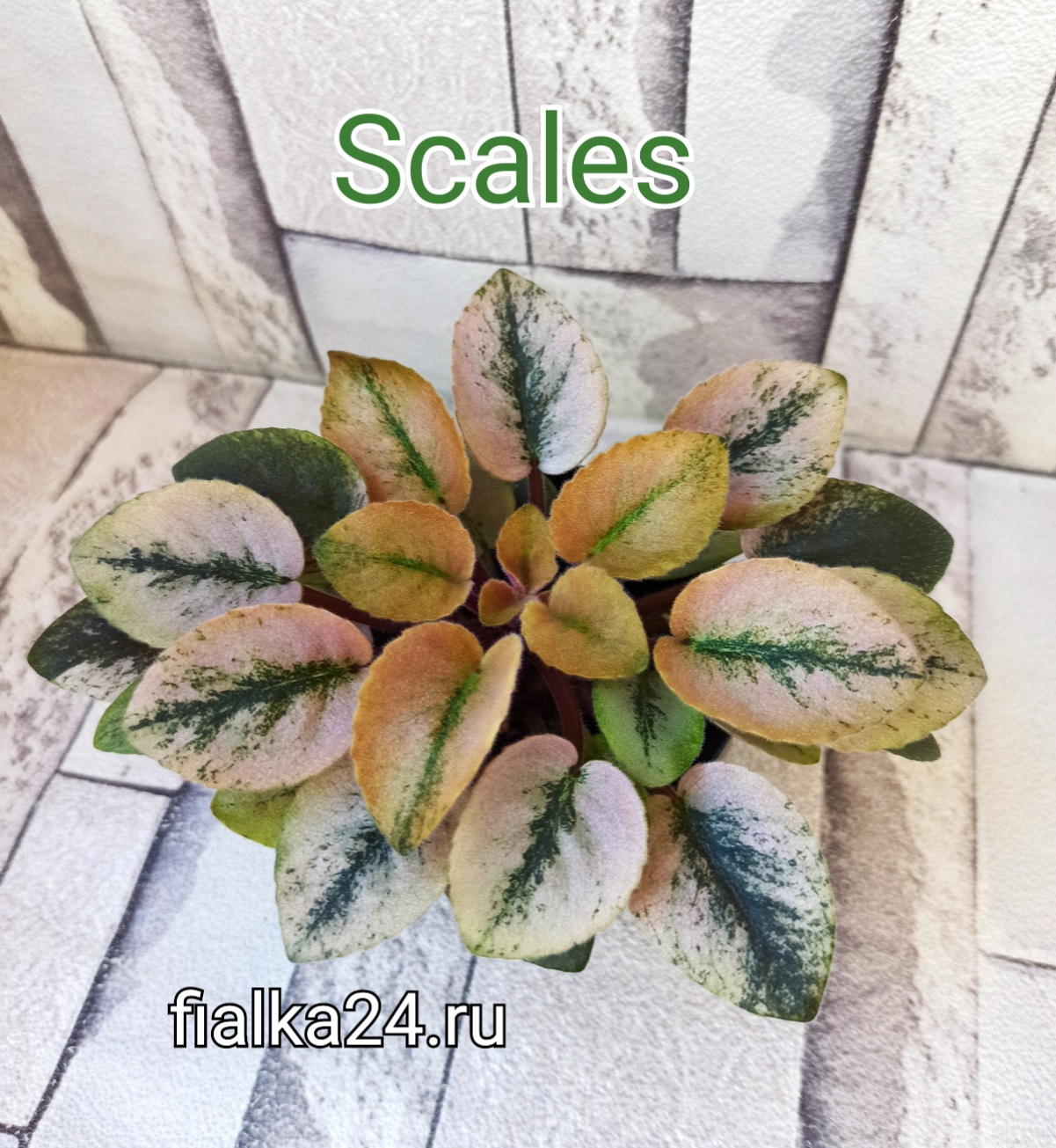 Scales