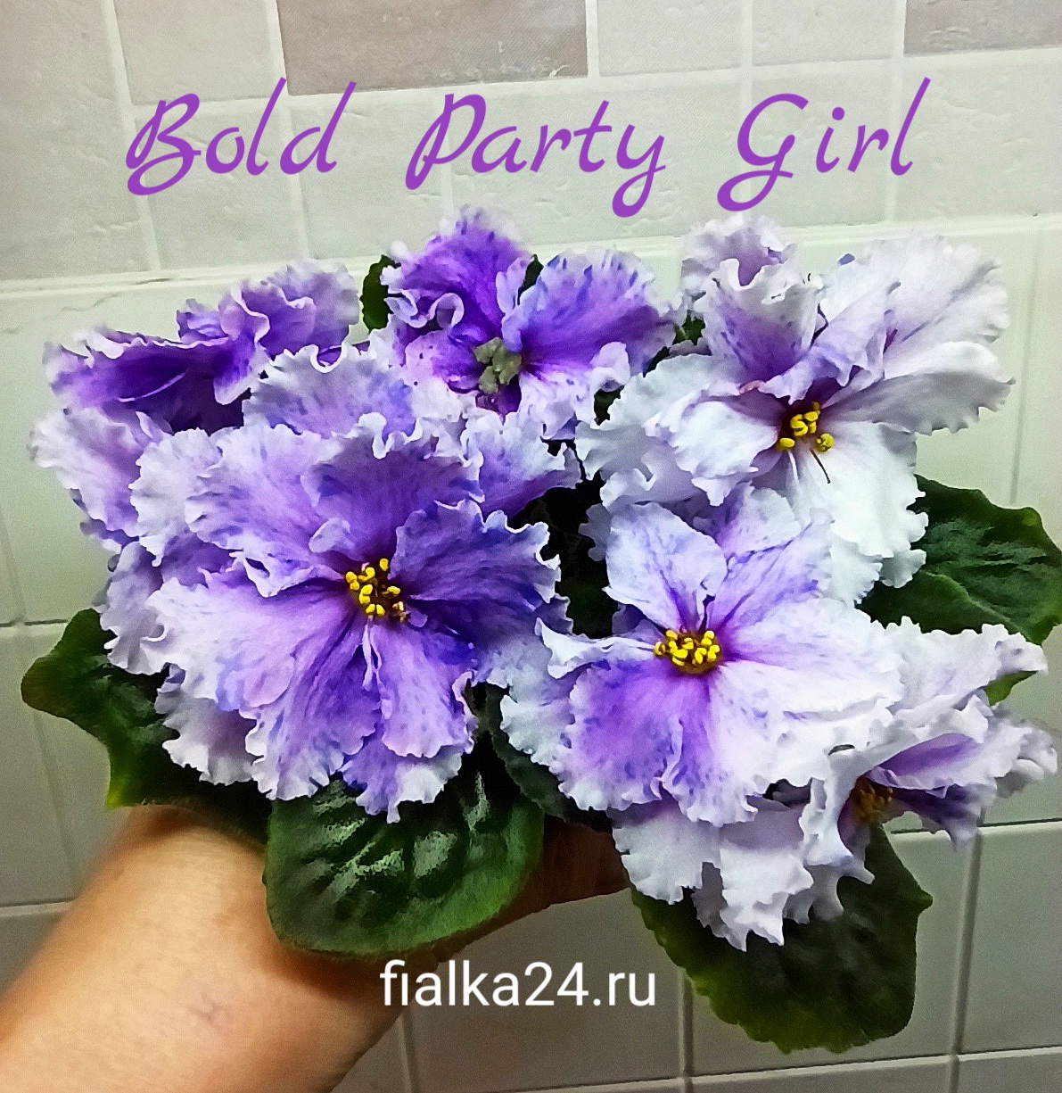 Bold Party Girl (LLG/Sorano)