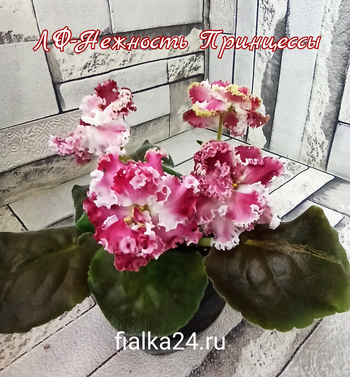 ЛФ-Нежность Принцессы