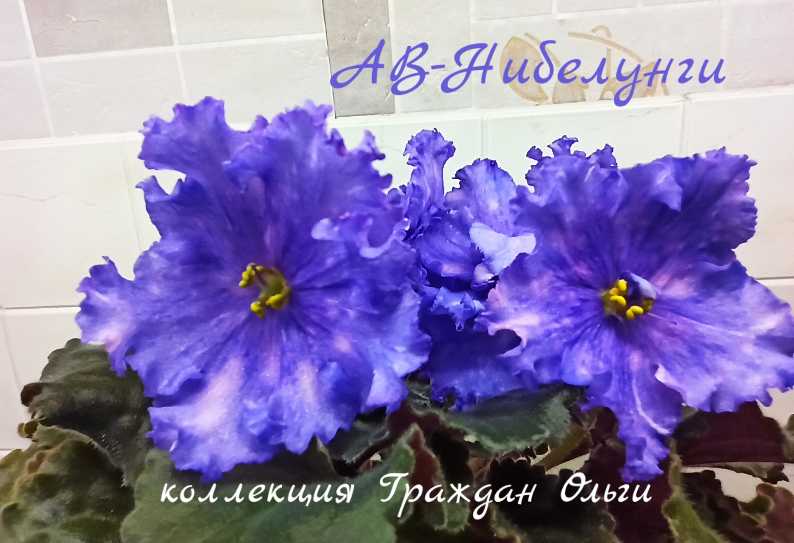 АВ-Нибелунги