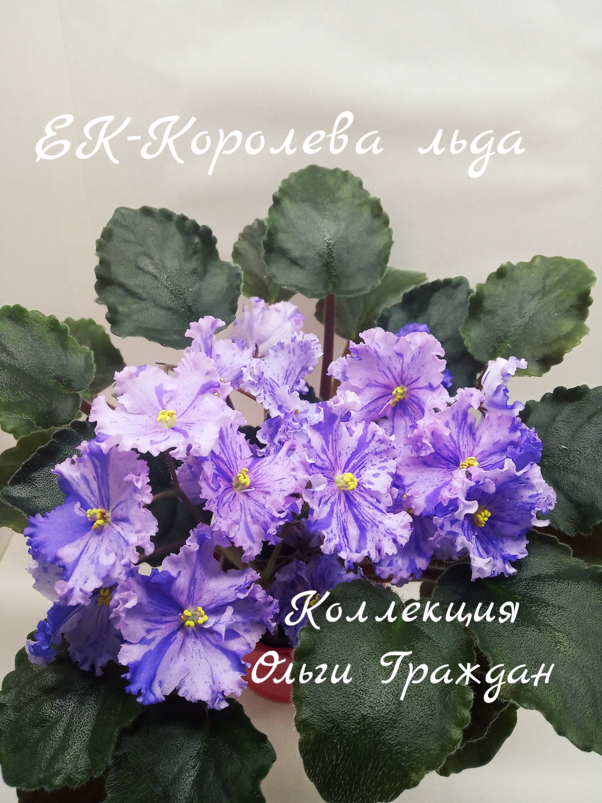 ЕК-Королева Льда