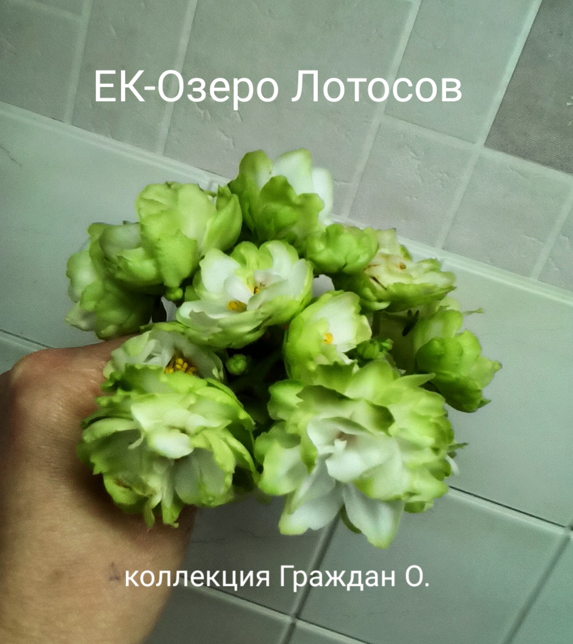 ЕК-Озеро Лотосов