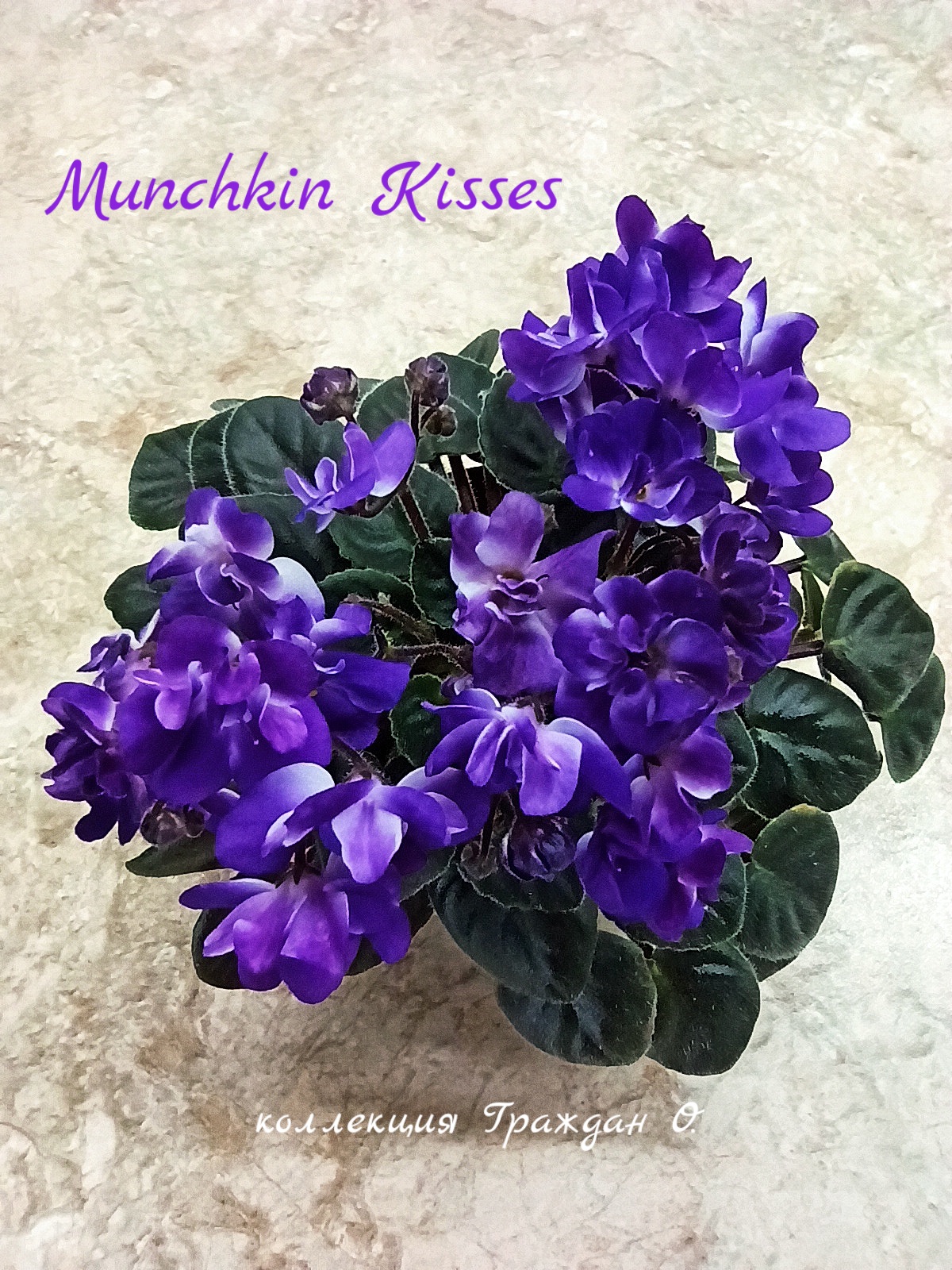 Munchkin' Kisses (LLG/Sorano)