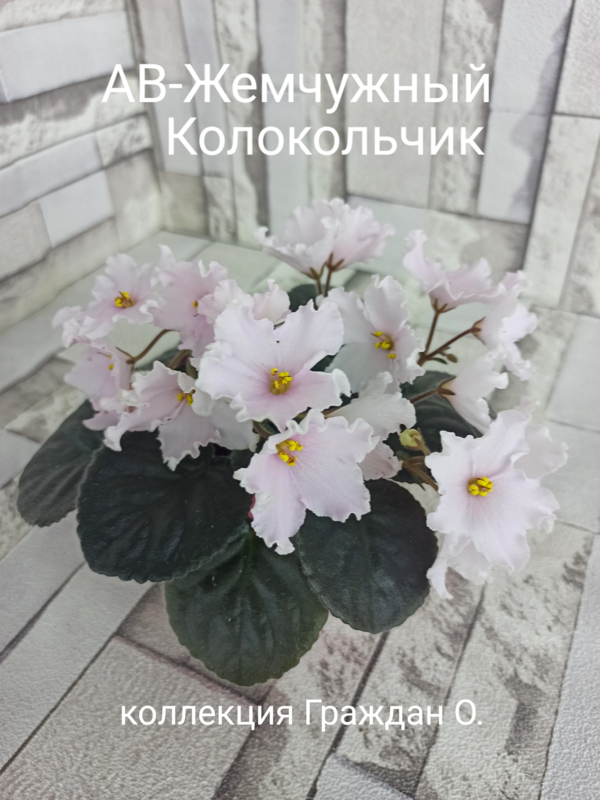 АВ-Жемчужный Колокольчик