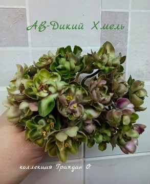 АВ-Дикий Хмель