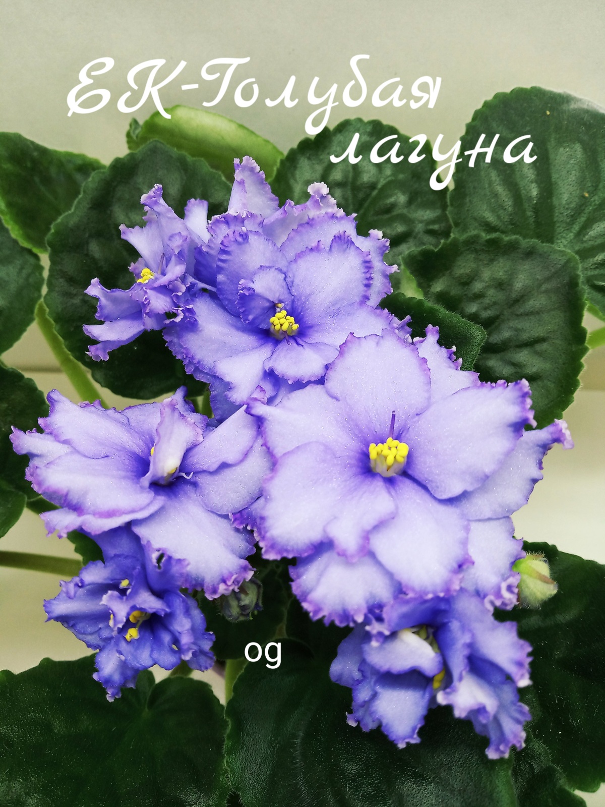 ЕК-Голубая лагуна