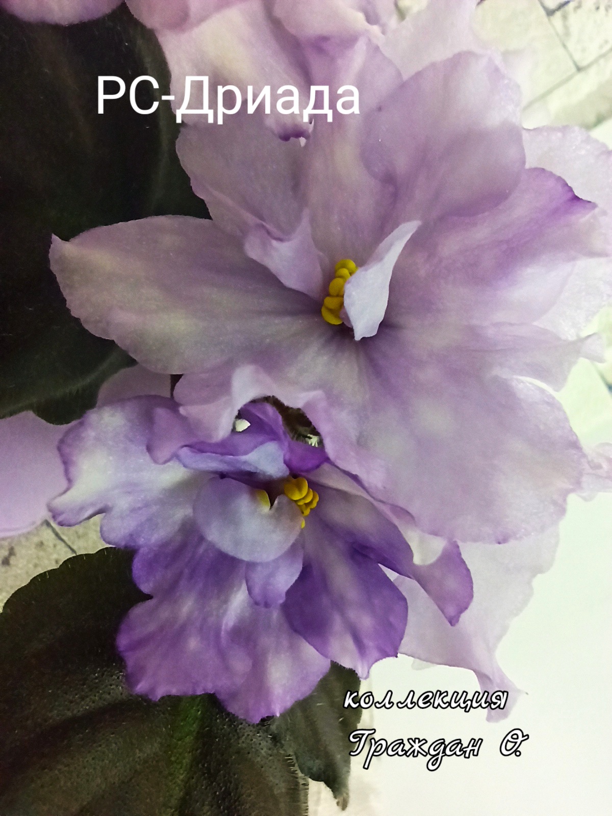 РС-Дриада