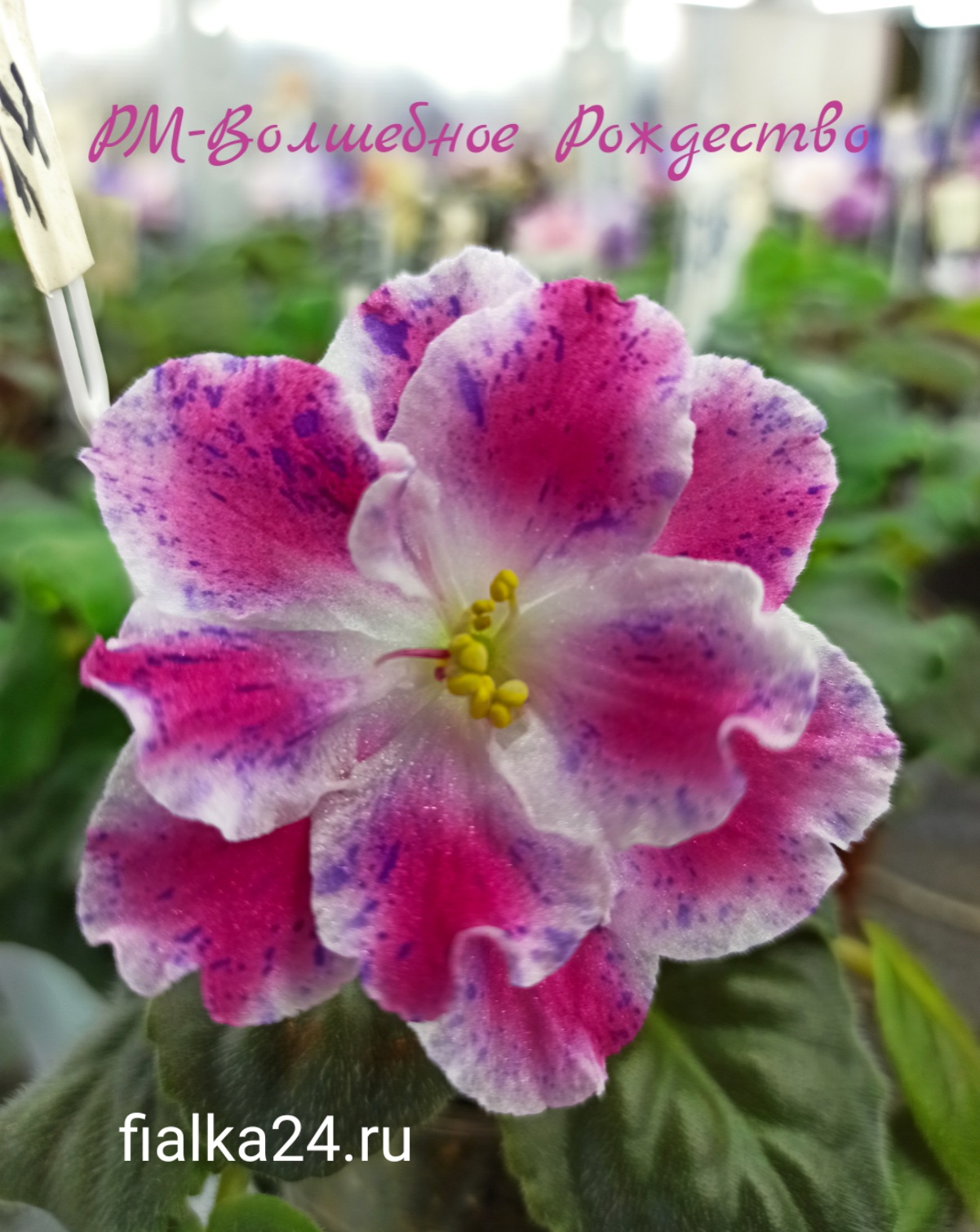 РМ-Волшебное Рождество