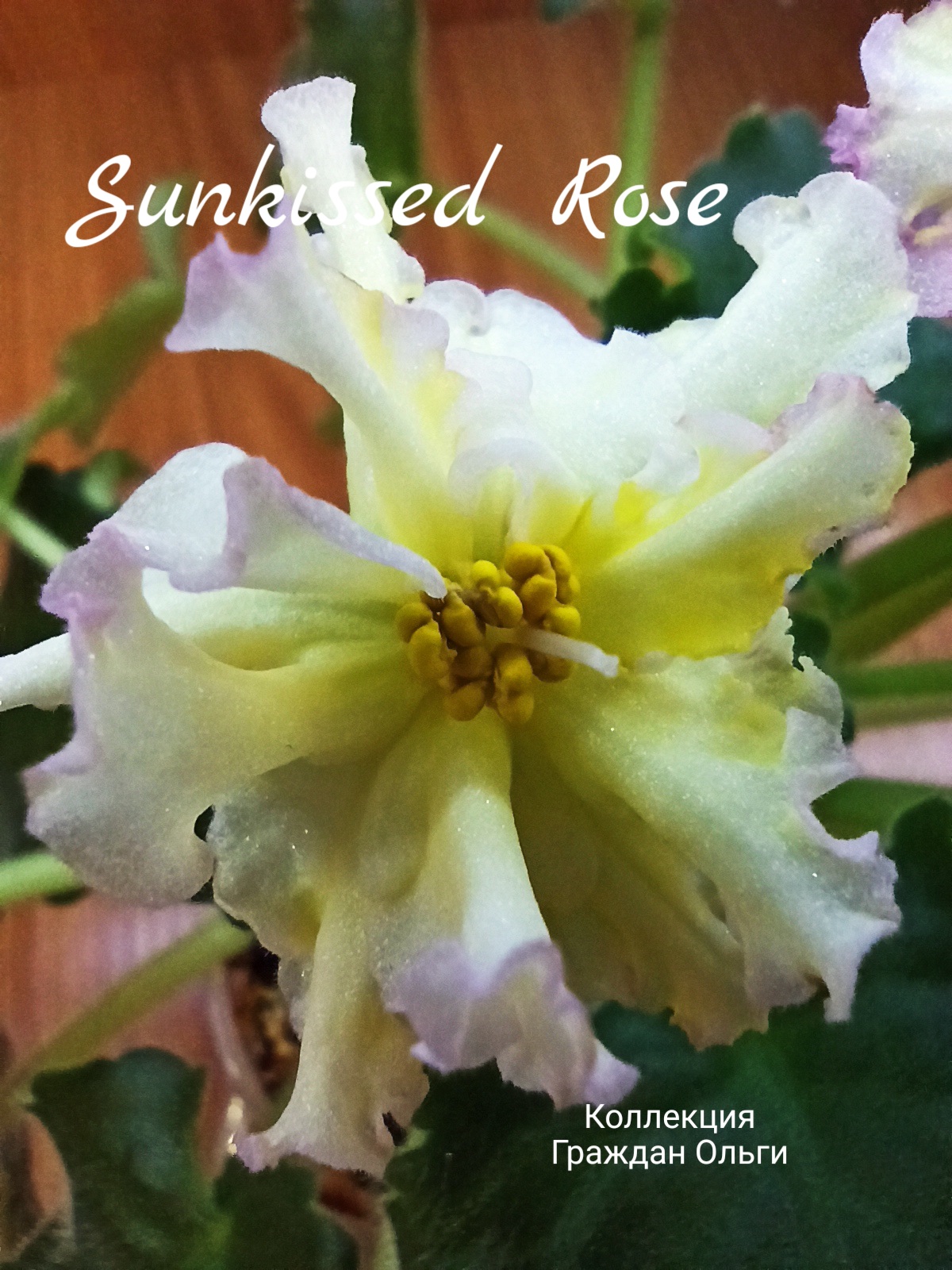 Sunkissed Rose (LLG/Herringshaw)