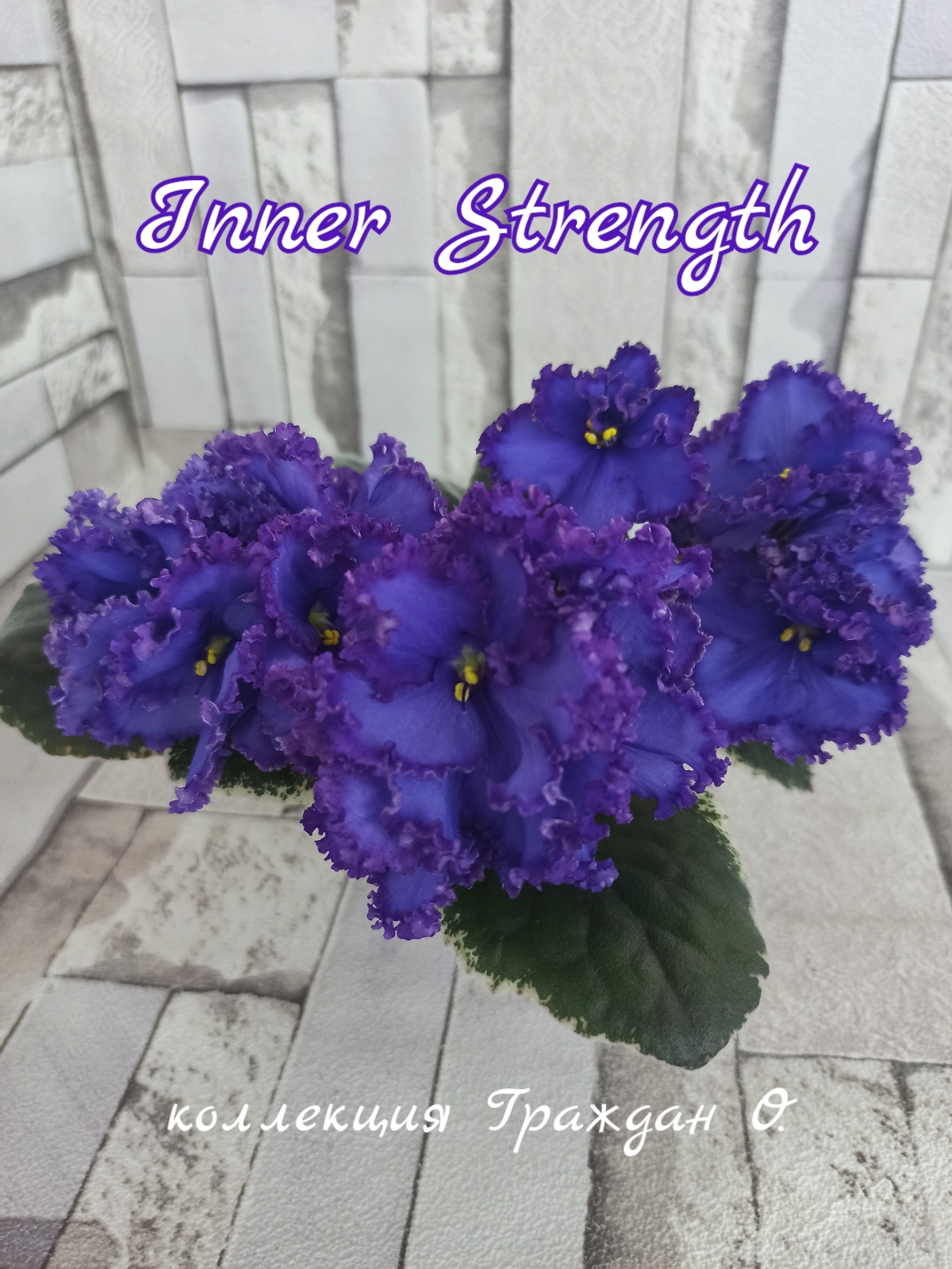 Inner Strength (LLG/Sorano)