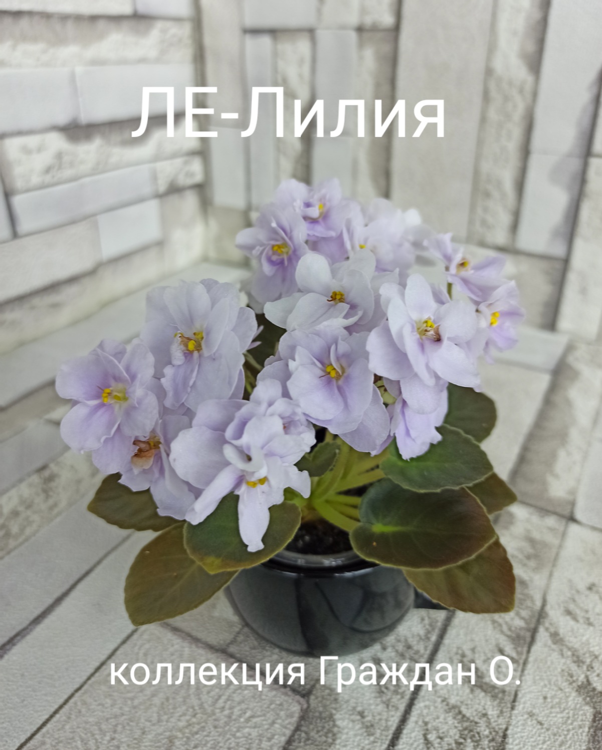 ЛЕ-Лилия