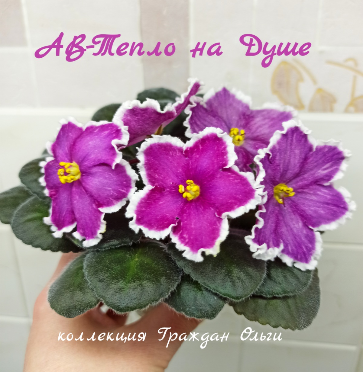 АВ-Тепло на Душе