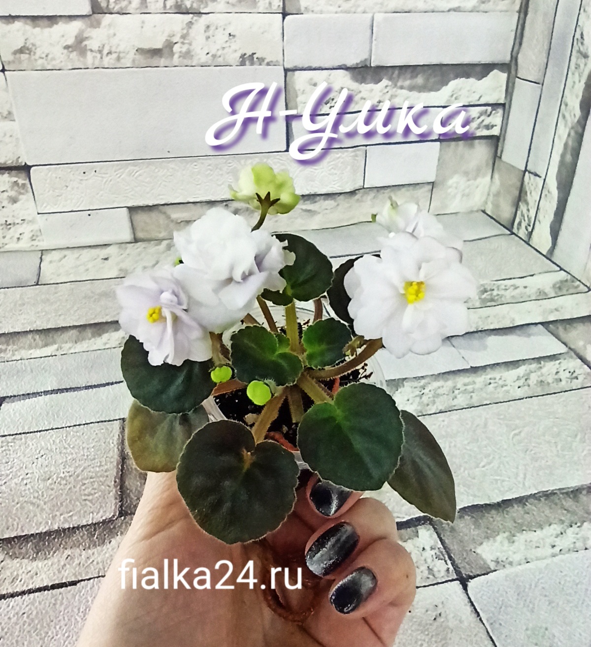 Н-Умка