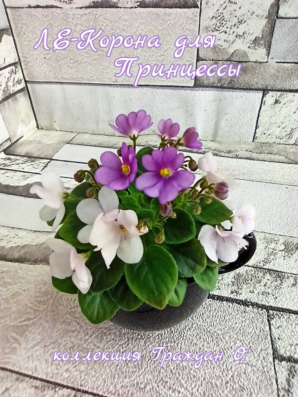 ЛЕ-Корона для Принцессы